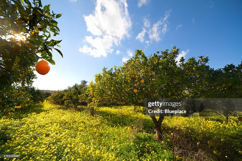 Citrus grove