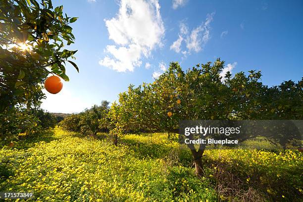 citrus grove - citrus fruit stockfoto's en -beelden