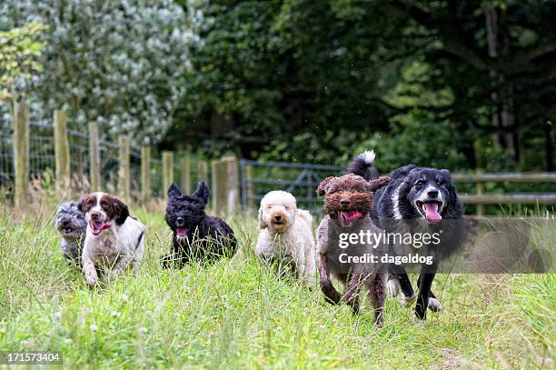 vivi il meglio della vita - grande gruppo di animali foto e immagini stock