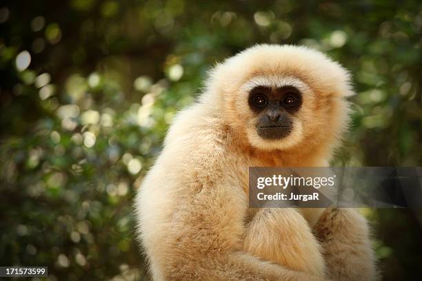 white gibbon, monkeyland, south africa - gibbon stock pictures, royalty-free photos & images