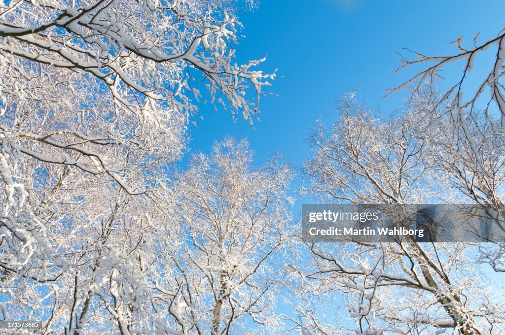 雪の冬の白樺の枝