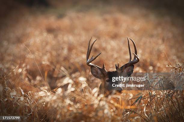large trophy size whitetail buck in prairie. - white tail deer stock pictures, royalty-free photos & images