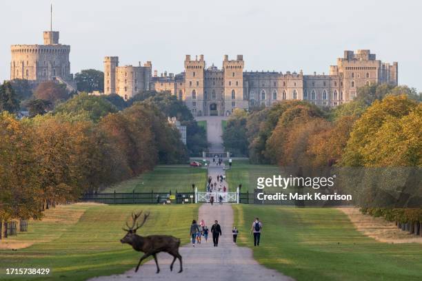 Red deer stag crosses the Long Walk in front of Windsor Castle during the rutting season on 6th October 2023 in Windsor, United Kingdom. The deer...