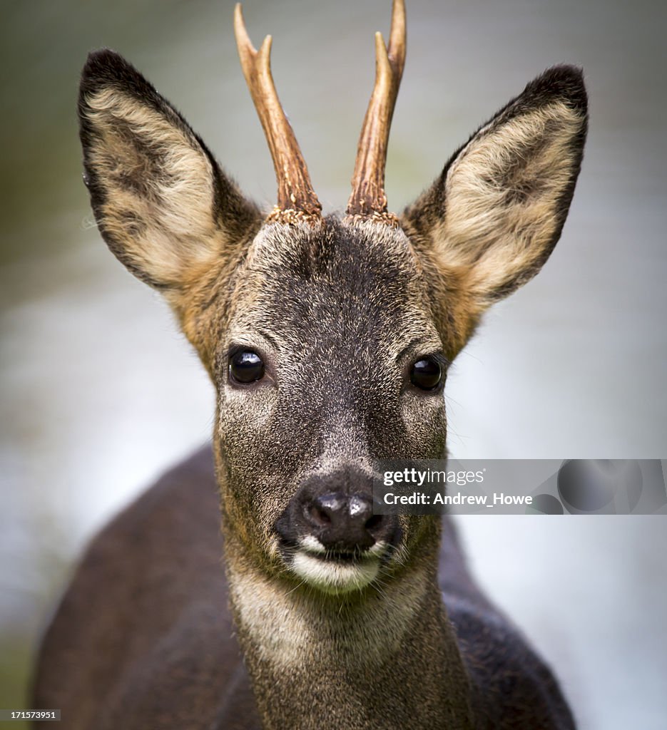 Roe Deer (Capreolus capreolus)