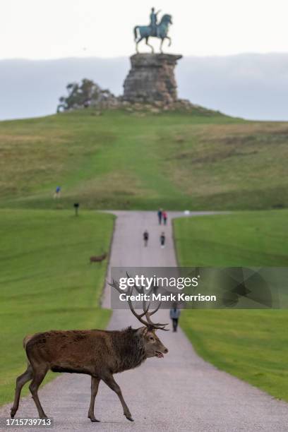 Red deer stag crosses the Long Walk in front of the Copper Horse statue during the rutting season on 6th October 2023 in Windsor, United Kingdom. The...