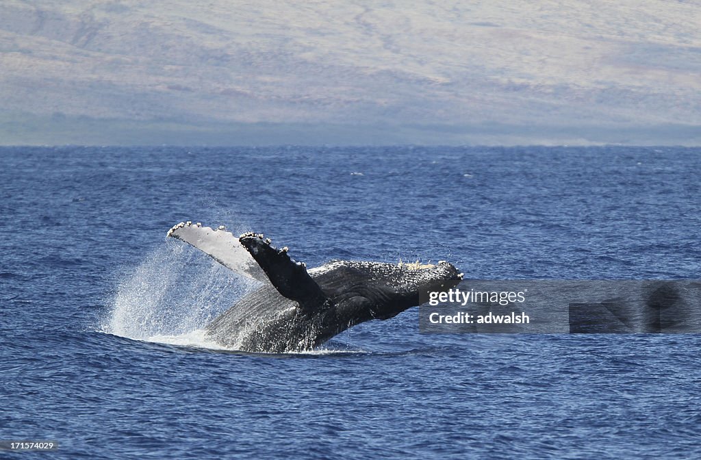 Humpback Breach