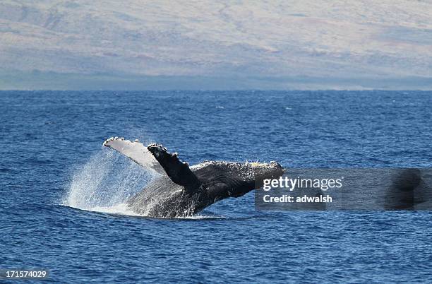 humpback breach - lahaina maui stock pictures, royalty-free photos & images