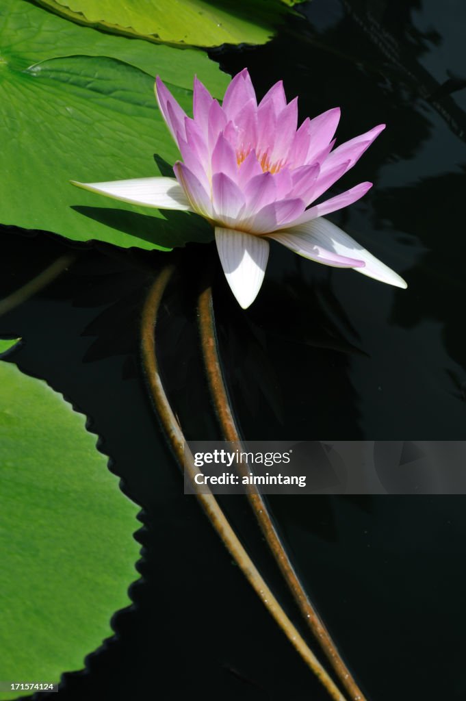 Waterlily