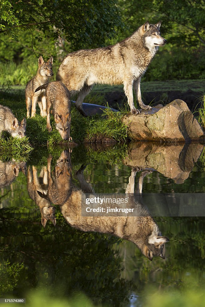 Gray wolf mother and pups.