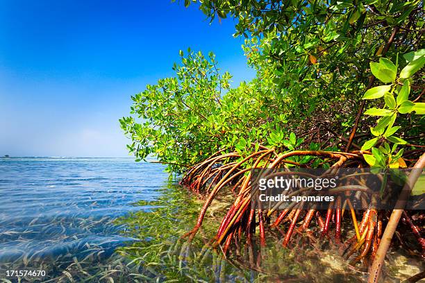 red mangrove forest and shallow waters in a tropical island - mangroves stockfoto's en -beelden