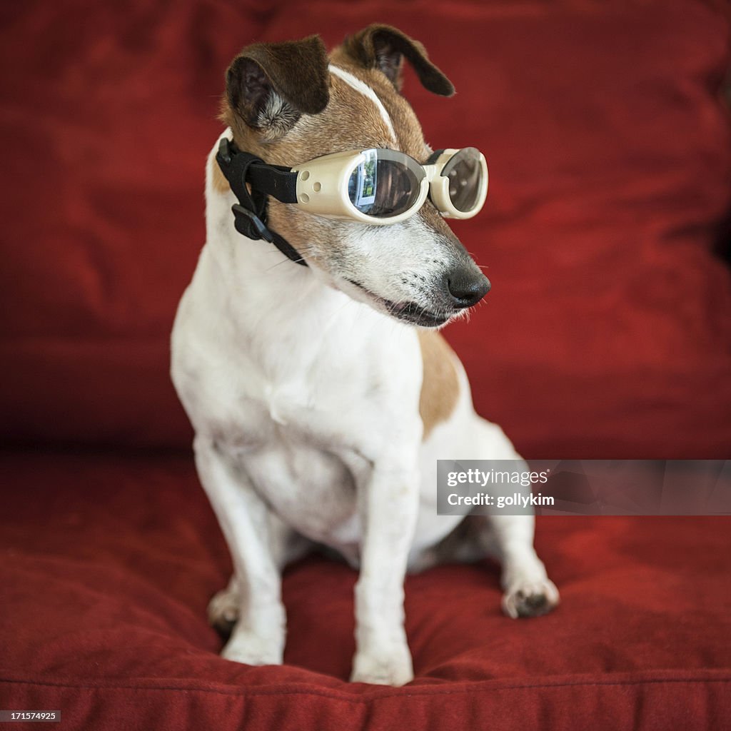 Dog with goggles on looking out the window