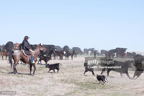 cowboy herding of angus cattle on open range - cattle drive stock pictures, royalty-free photos & images