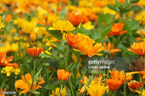 arancio e giallo fiori di calendula in un grande aiuola organico - gerbera daisy foto e immagini stock