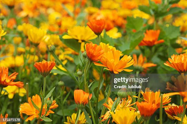 オレンジと黄色のマリーゴールドの花、大型のオーガニック 1 回） - gerbera daisy ストックフォトと画像