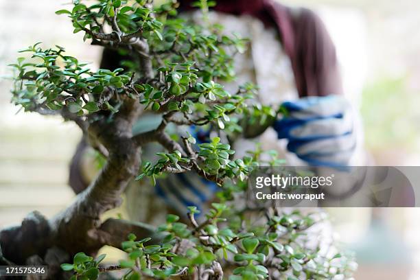 gardening - bonsai tree stock pictures, royalty-free photos & images