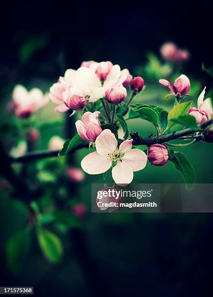 apple tree branch with blosoms - apple blossom stock pictures, royalty-free photos & images