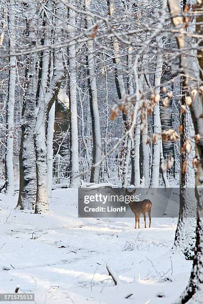 deer en la nieve, cubiertas por un bosque - roe deer fotografías e imágenes de stock