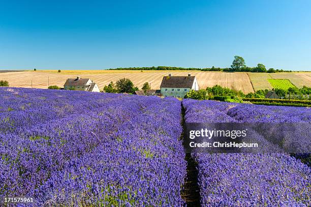 campo de lavanda em céu azul límpido - cotswolds - fotografias e filmes do acervo