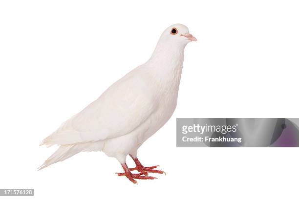 white dove - white pigeon stock pictures, royalty-free photos & images