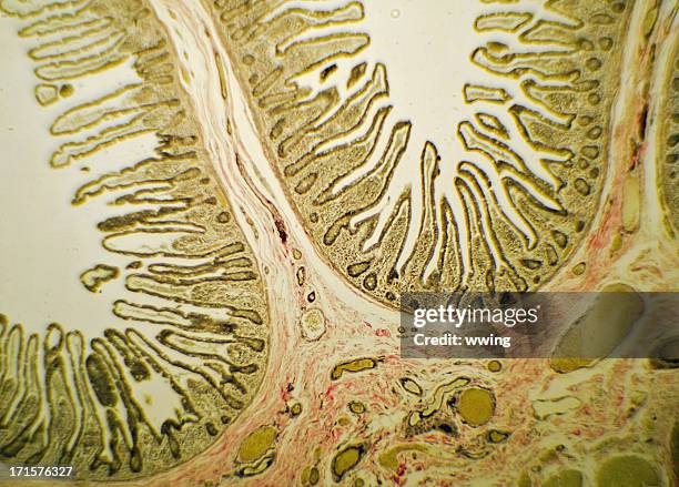 intestino delgado de deslizar pelo microscópio - intestino delgado - fotografias e filmes do acervo