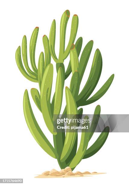 illustrazioni stock, clip art, cartoni animati e icone di tendenza di cactus isolato su sfondo bianco - piante grasse