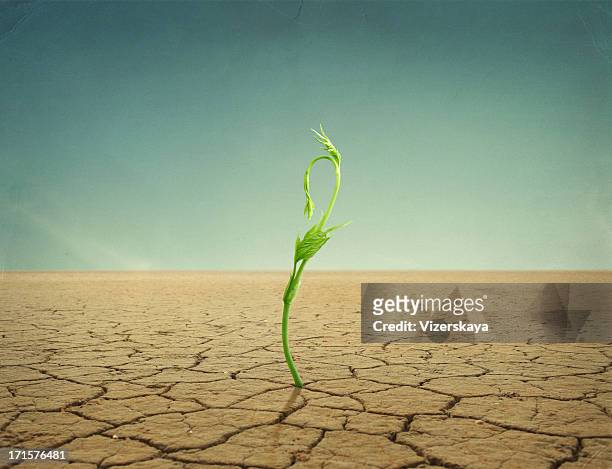 sprout in der wüste - vertrocknete pflanze stock-fotos und bilder