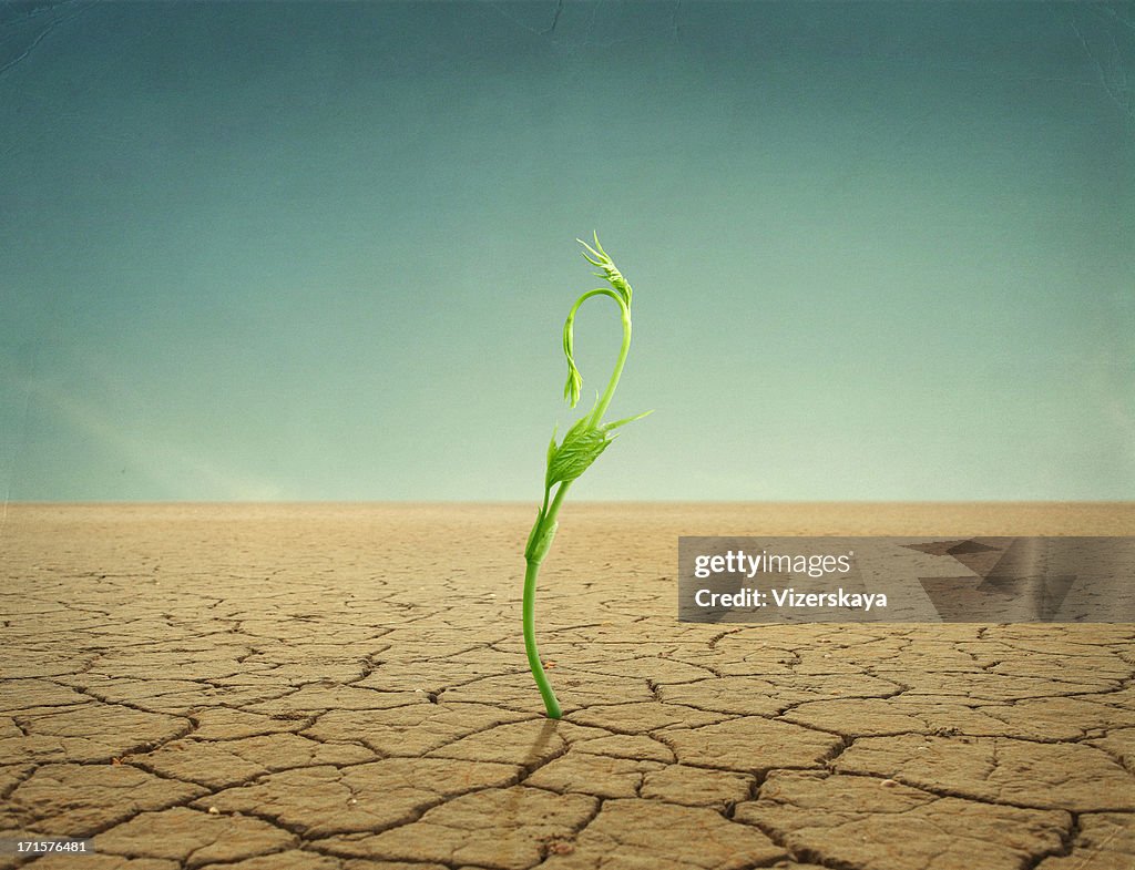 Sprout in desert