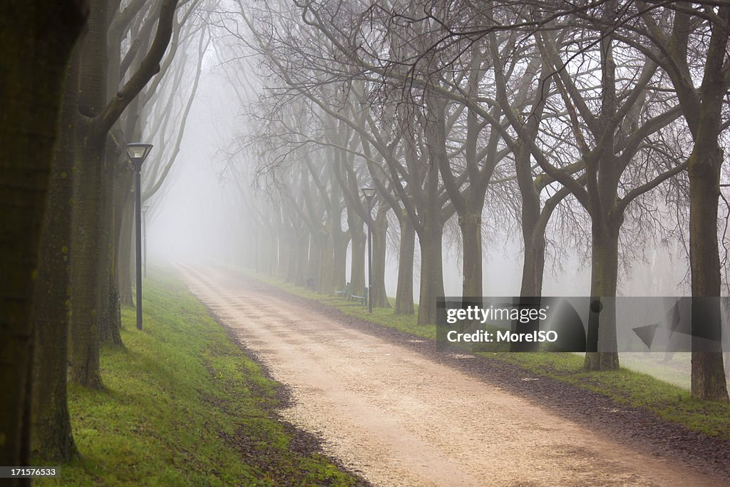 Country Road Tree Canopy in the Fog