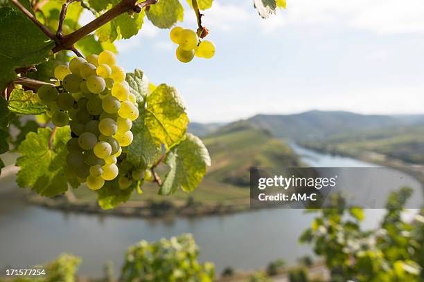 grape, moselle loop, mosel, moselschleife, bremm, germany. - duitse cultuur stockfoto's en -beelden