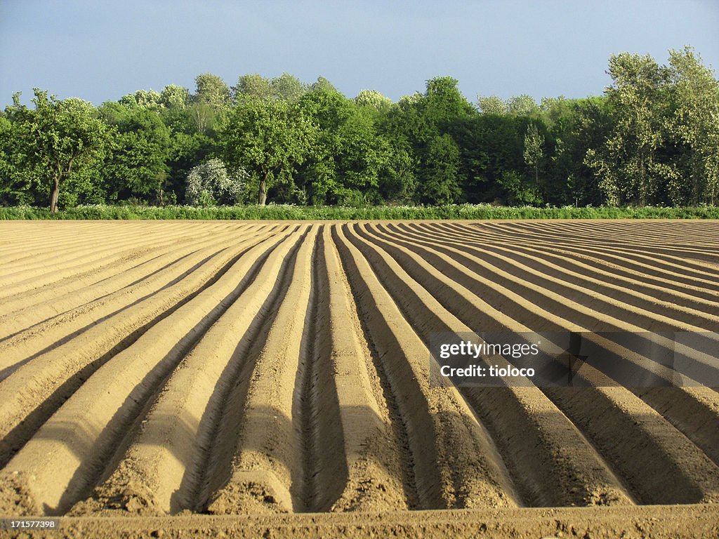 Spargel Field