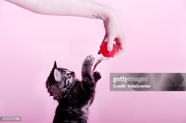 ktten alcançar para brinquedo na posse humana. - brinquedo para gatos imagens e fotografias de stock