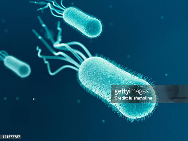 escherichia coli (e.  coli.) - escherichia coli stock-fotos und bilder