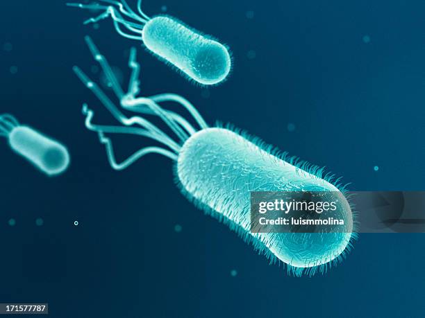 escherichia coli (e.  coli.) - e coli - fotografias e filmes do acervo