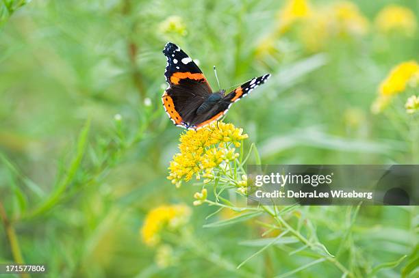 wings des admiral - admiral schmetterling stock-fotos und bilder