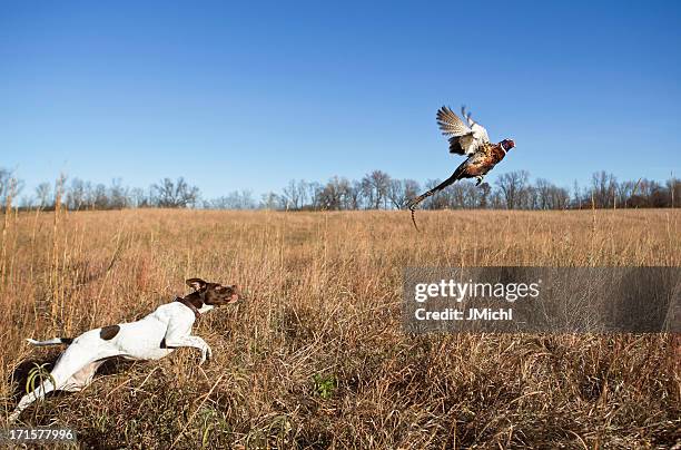 hunting dog with rooster pheasant flushing out of grass field. - hunting dog stockfoto's en -beelden