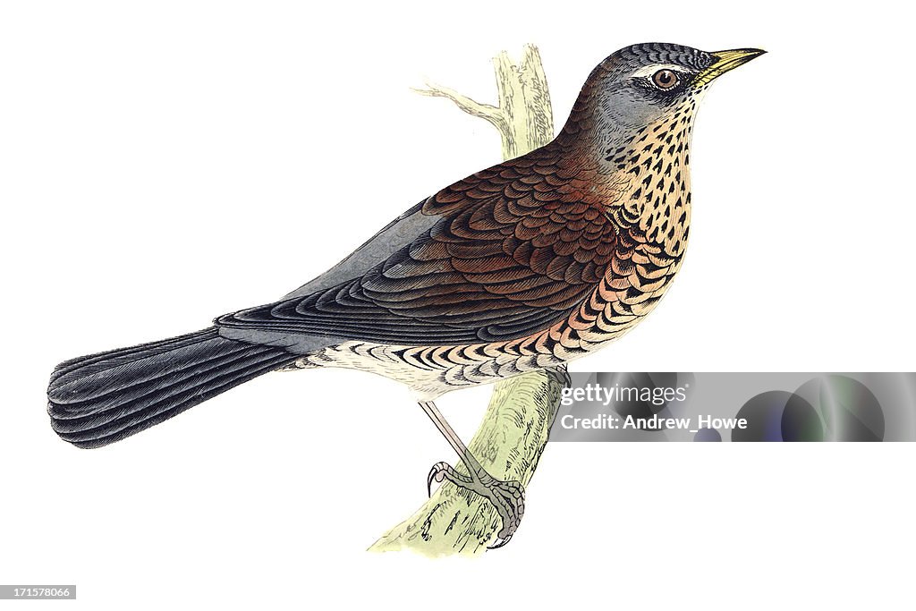 Fieldfare - Hand Coloured Engraving