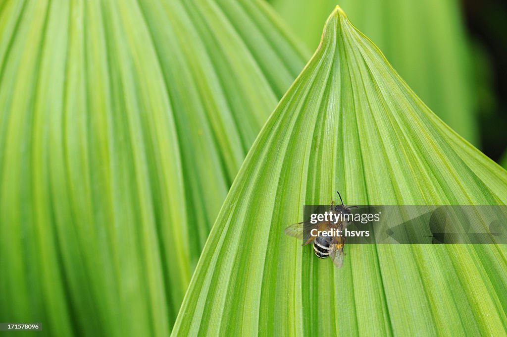 Bee on leaf of False Helleborine (Veratrum album)