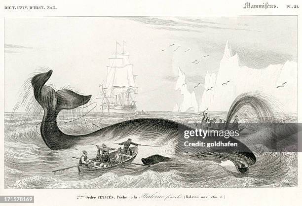 walfang, historischen illustration, 1849 - industriell genutztes schiff stock-grafiken, -clipart, -cartoons und -symbole