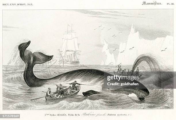 ilustraciones, imágenes clip art, dibujos animados e iconos de stock de de ballenas, la histórica ilustración, 1849 - arpón