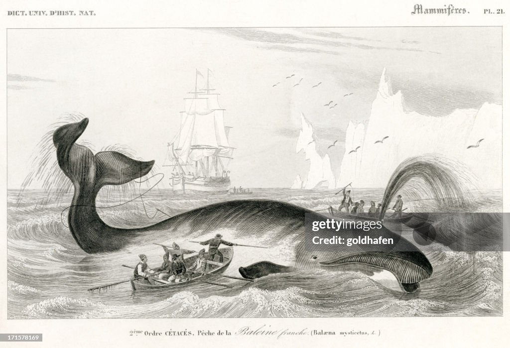 Whaling, historic Illustration, 1849