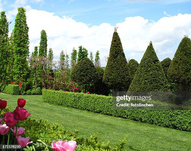 wonderful garden - boxwood stock pictures, royalty-free photos & images
