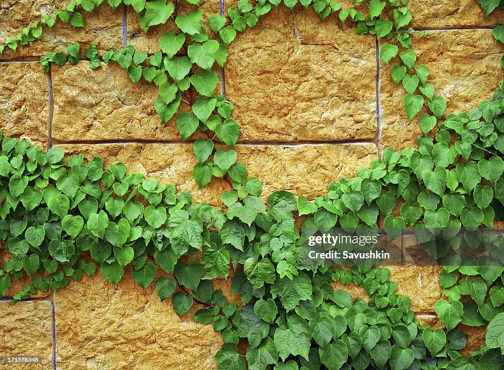 Plantas verdes en pared