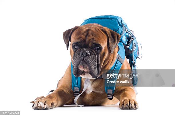 dog carrying backpack - dog backpack stock pictures, royalty-free photos & images