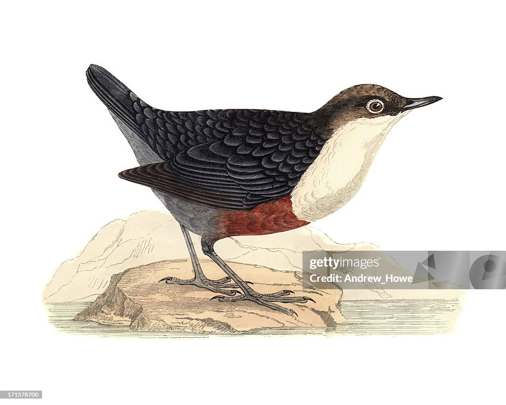 Dipper - Hand Coloured Engraving