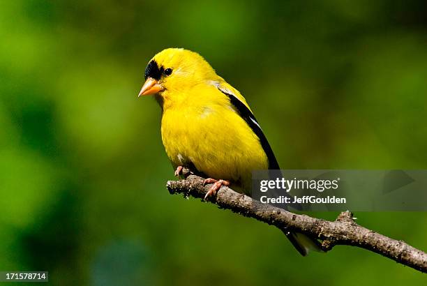 macho pinzón dorado americano - american goldfinch fotografías e imágenes de stock