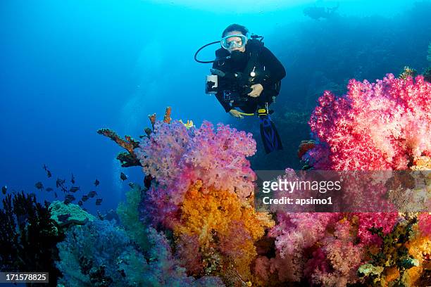 female diver with soft coral - fiji stock pictures, royalty-free photos & images