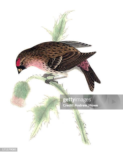 lesser redpoll - hand coloured engraving - lesser redpoll stock illustrations