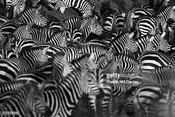 ゼブラの一団 - zebra herd ストックフォトと画像