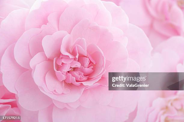 full frame scatto di rosa rosa pastello - rosa singola foto e immagini stock