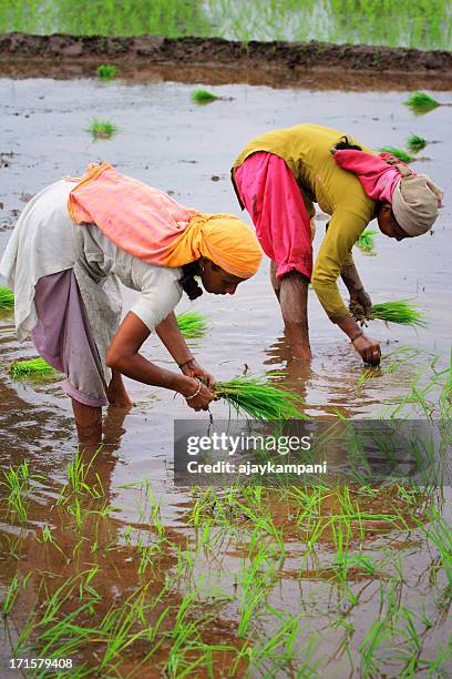 rice planting - indonesian farmer 個照片及圖片檔